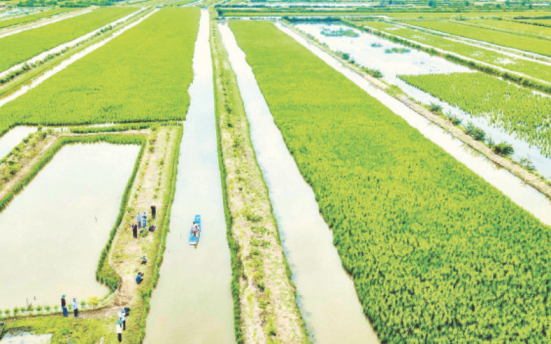 Khu vực trồng lúa kết hợp nuôi tôm tại Cà Mau phát triển mạnh tại các vùng có thủy lợi hở, đến nay khoảng 39.000 ha.