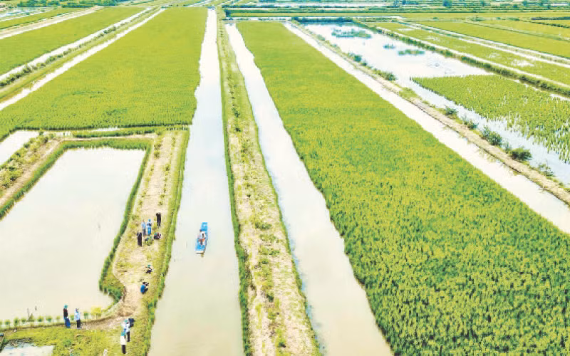 Khu vực trồng lúa kết hợp nuôi tôm tại Cà Mau phát triển mạnh tại các vùng có thủy lợi hở, đến nay khoảng 39.000 ha.