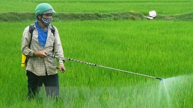 Người dân phun thuốc bảo vệ thực vật phòng trừ sâu bệnh cho lúa. (Ảnh: TTXVN)