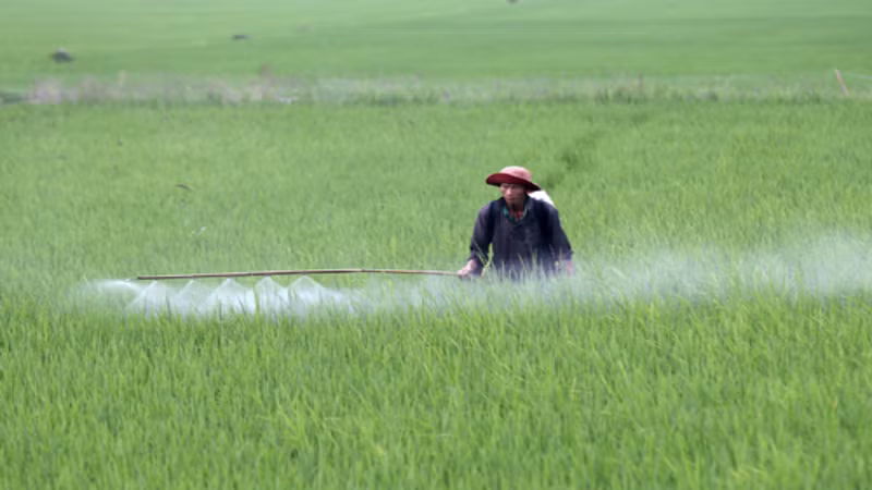 Phun thuốc bảo vệ thực vật phòng, chống sinh vật gây hại lúa. (Ảnh: TTXVN)
