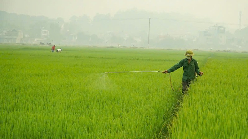 Phun thuốc bảo vệ thực vật cho lúa. (ẢNH: TTXVN)