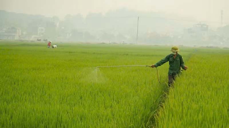Phun thuốc bảo vệ thực vật cho lúa. (ẢNH: TTXVN)