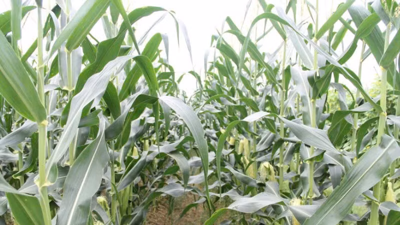 Các địa phương cần chủ động phòng, chống sâu keo mùa thu hại ngô. (ẢNH: BẮC GIANG GOV)