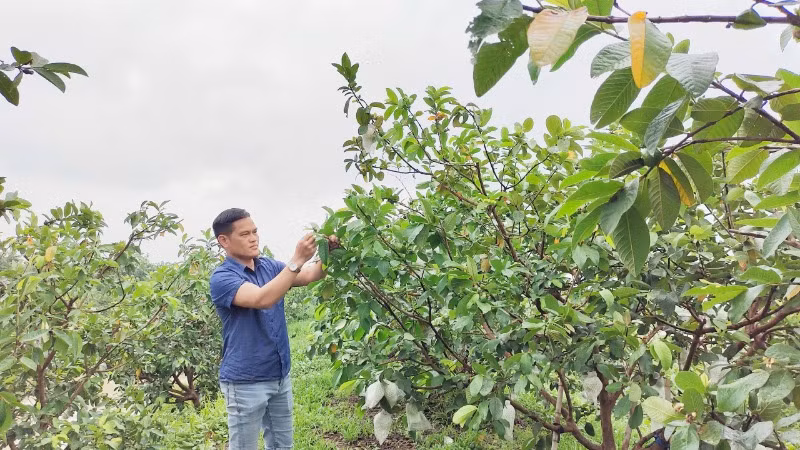 Đối với một số cây trồng đến giai đoạn thu hoạch, cần tranh thủ thu hoạch sớm, bảo đảm năng suất và chất lượng. 