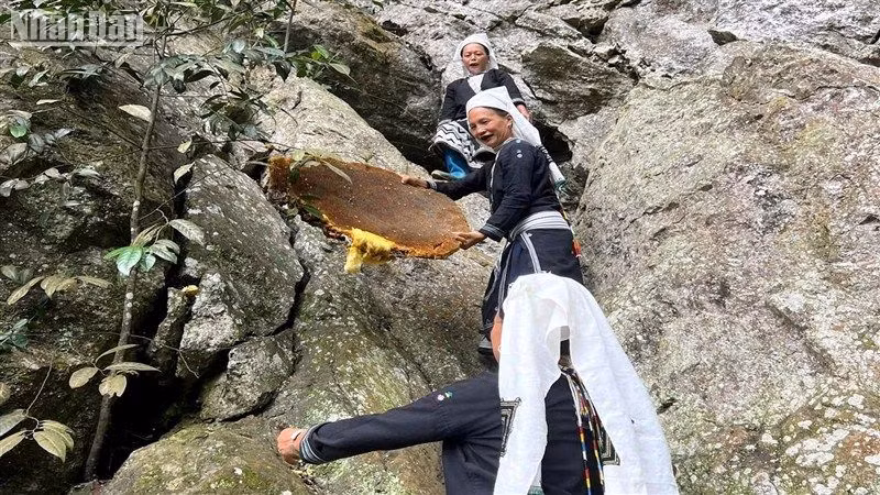 Sáp ong được thu hoạch từ những vách đá cheo leo.