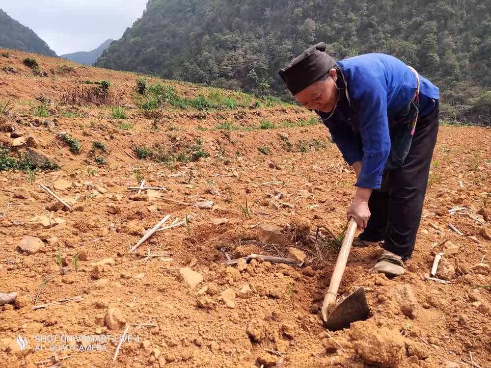 Nông dân nỗ lực "cứu" cây trồng, nhưng do trời không mưa, năng suất cây ngô ước tính giảm 70% so vụ trước.