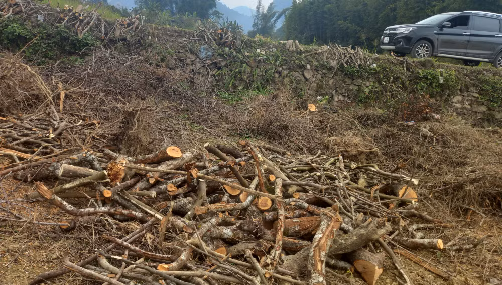 Vườn cây ăn quả bị sâu bệnh, người dân xóm Vững Bền, xã Quang Hán, huyện Trùng Khánh (Cao Bằng) phải chặt bỏ để chuyển đổi cây trồng. Vườn cây ăn quả bị sâu bệnh, người dân xóm Vững Bền, xã Quang Hán, huyện Trùng Khánh (Cao Bằng) phải chặt bỏ để chuyển đổi cây trồng.