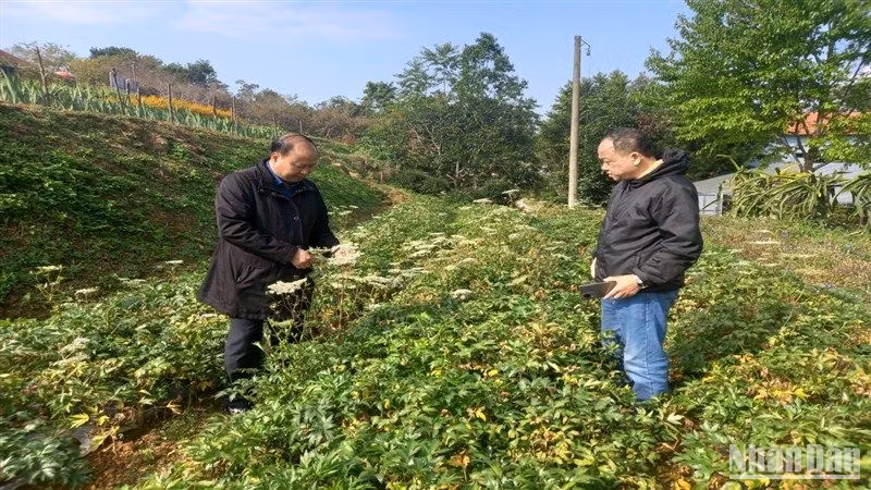 Cây đương quy sinh trưởng, phát triển tốt tại xã Thành Công, huyện Nguyên Bình, tỉnh Cao Bằng.