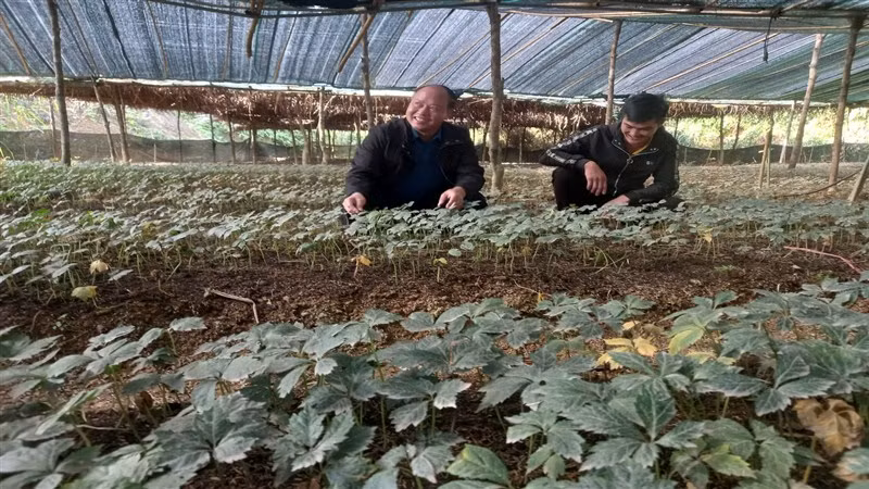 Công ty trách nhiệm hữu hạn Kolia Cao Bằng đã ươm giống, trồng thành công hàng chục nghìn cây sâm, tam thất, bảy lá một hoa tại xã Thành Công, huyện Nguyên Bình, tỉnh Cao Bằng.
