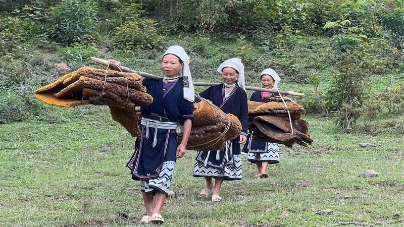 Vận chuyển sáp ong về nơi tiến hành chưng cất.