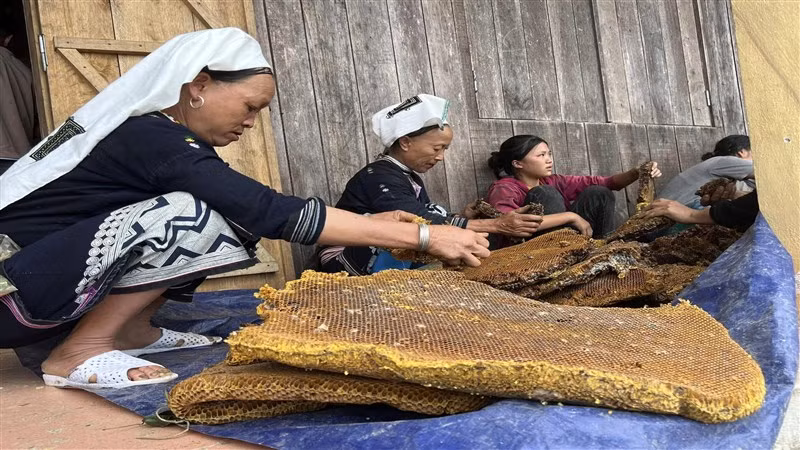 Sáp ong được bẻ nhỏ trước khi tiến hành chưng cất.