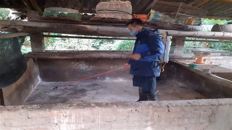 Người dân thành phố Cao Bằng phun thuốc tiêu độc, khử trùng chuồng trại sau khi đàn lợn bị dịch tả lợn châu Phi.