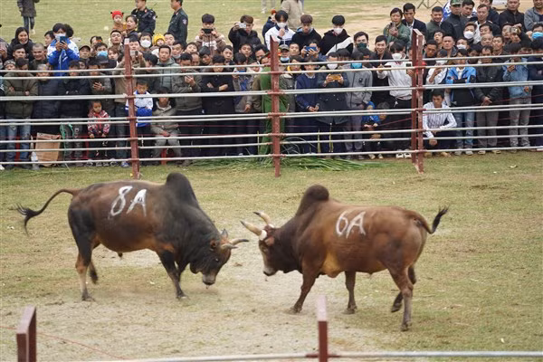 Gườm thế, chuẩn bị tấn công. Gườm thế, chuẩn bị tấn công.