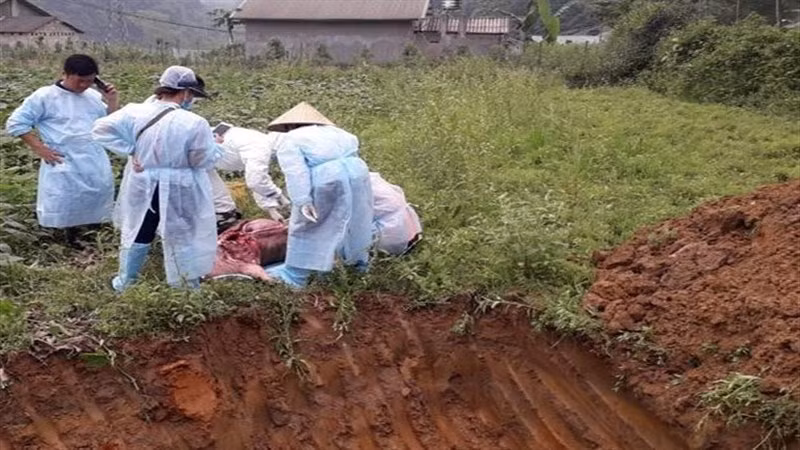 Cán bộ thú y tỉnh Cao Bằng lấy mẫu bệnh phẩm và chôn lấp lợn nghi mắc dịch tả lợn châu Phi.