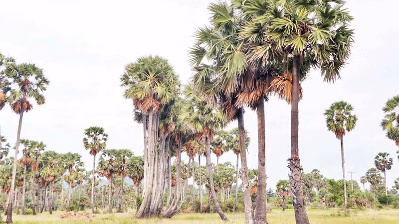 Cây thốt nốt, một nét đặc trưng vùng Bảy Núi.