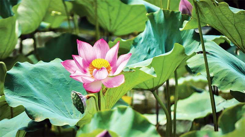 Sen cho thu hoạch từ hoa, lá, hạt cho đến củ sen.