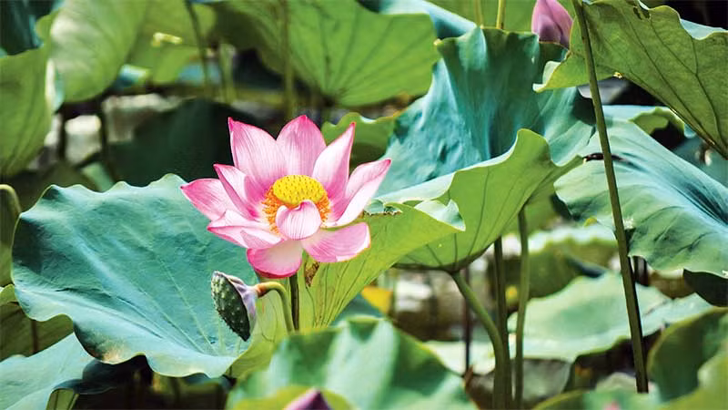 Sen cho thu hoạch từ hoa, lá, hạt cho đến củ sen.