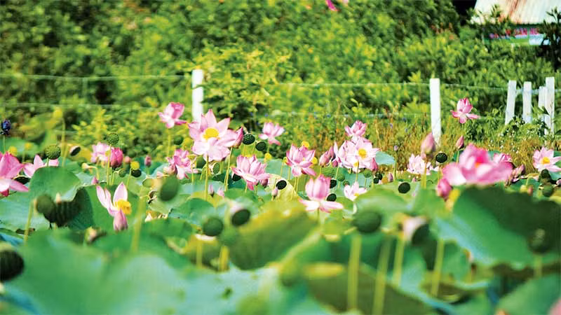 Tháng 5 và 6 dương lịch là mùa sen nở rộ. Tháng 5 và 6 dương lịch là mùa sen nở rộ.