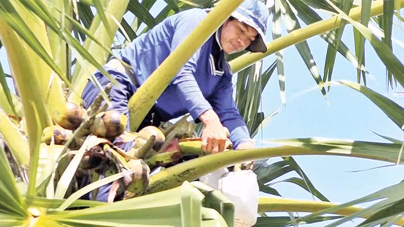 Leo lên đọt cây lấy nước.