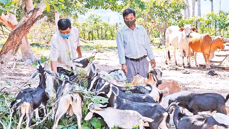 Ông Nay Hoa (bên phải) là người Jrai đầu tiên phát triển đàn dê với quy mô lớn ở xã Chư Drăng, huyện Krông Pa, Gia Lai.
