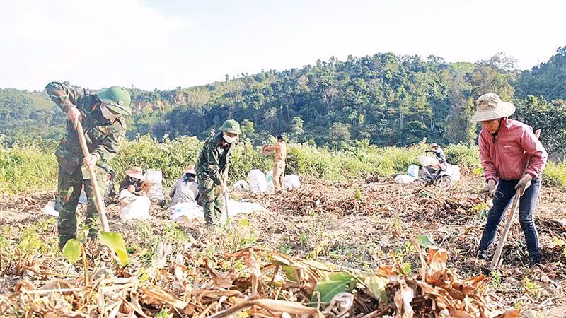 Cán bộ, chiến sĩ Đoàn KT-QP 337 giúp người dân xã Hướng Phùng (huyện Hướng Hóa) thu hoạch hoa màu.