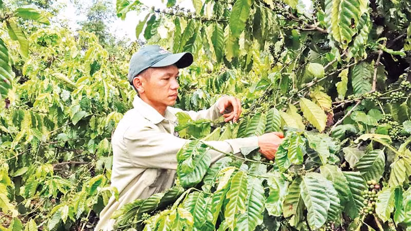 Canh tác cà-phê thông minh thích ứng biến đổi khí hậu là yêu cầu cấp thiết hiện nay ở Tây Nguyên. Canh tác cà-phê thông minh thích ứng biến đổi khí hậu là yêu cầu cấp thiết hiện nay ở Tây Nguyên.