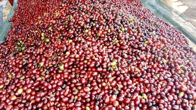 Cà-phê tươi ở Quảng Trị. (Ảnh: TTXVN)