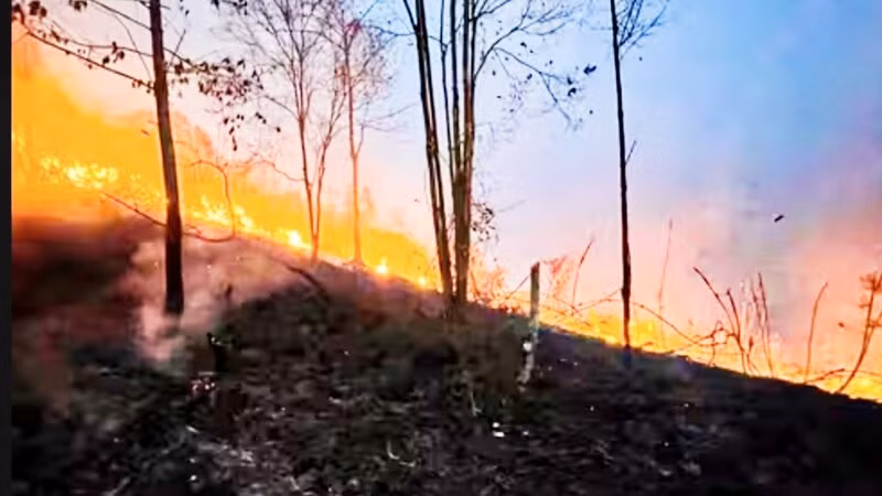 Hơn 10ha rừng đặc dụng ở huyện Định Hóa bị cháy.