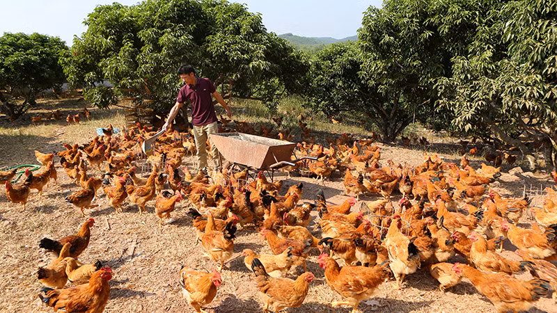 Ảnh minh họa: THÀNH ĐẠT