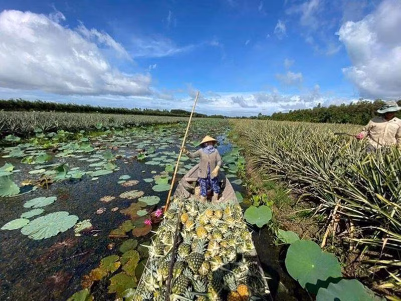 Dứa - một trong những nông sản chủ lực của Hậu Giang.