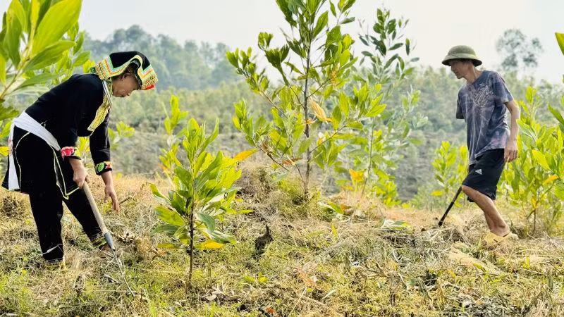 Tính chung bốn tháng đầu năm 2025, diện tích rừng trồng mới tập trung ước đạt 77,8 nghìn ha, tăng 11,3% so với cùng kỳ 2024. (Ảnh: HNV)