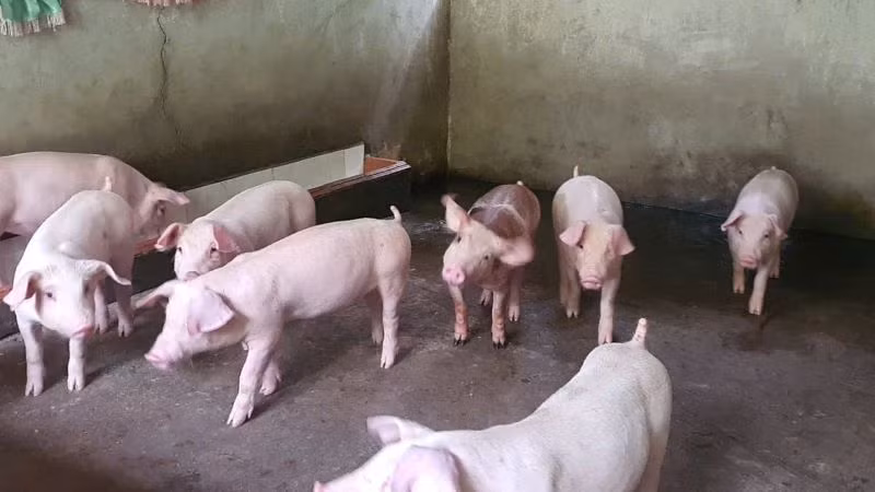 Nguồn cung cục bộ chỉ xảy ra ở một số địa phương trong một số thời điểm. (Ảnh: HNV)