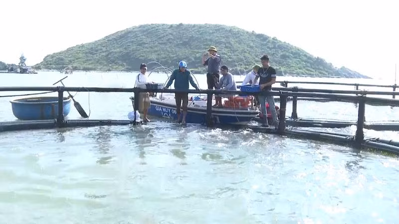 Vùng nuôi cá đặc sản ở Vũng Chùa-Đảo Yến, xã Quảng Đông, huyện Quảng Trạch, tỉnh Quảng Bình