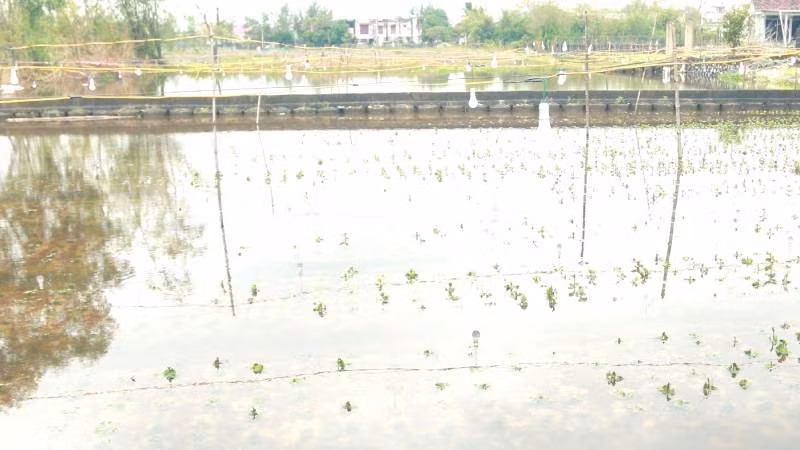 Nhiều diện tích trồng hoa hoa Tết ở xã Hồng Thủy bị ngập úng, gây thiệt hại cho người trồng