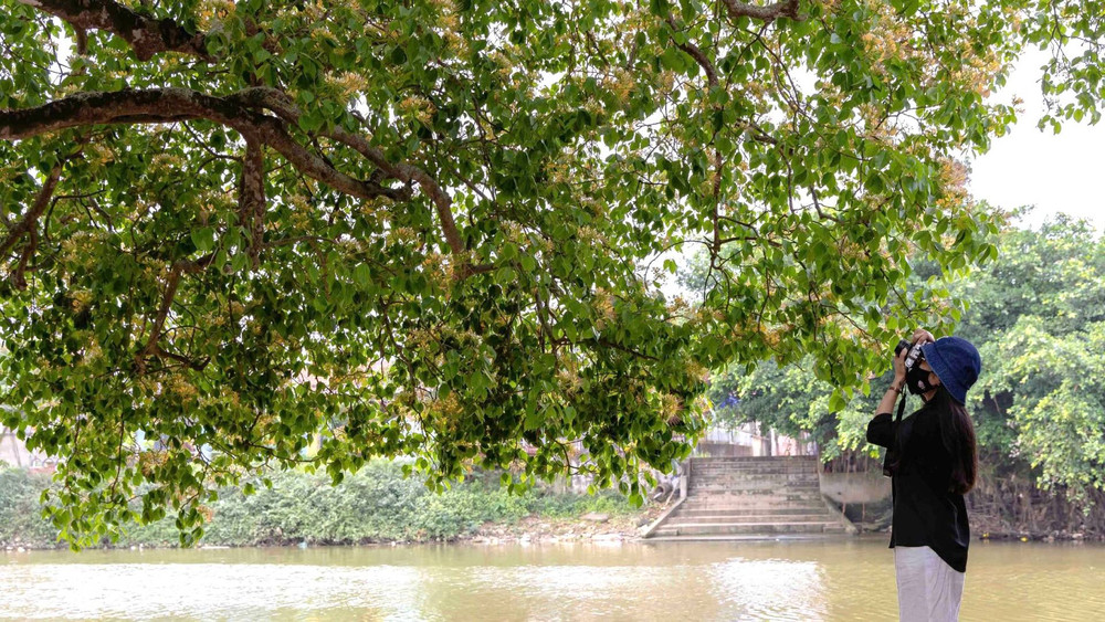 Mùa hoa bún nở, bến sông Kiến Giang ở thôn An Xá, xã Lộc Thủy, quê hương vị tướng huyền thoại thành địa chỉ thu hút nhiều người đến check-in, chụp ảnh lưu niệm với loài hoa dân dã này. Mùa hoa bún nở, bến sông Kiến Giang ở thôn An Xá, xã Lộc Thủy, quê hương vị tướng huyền thoại thành địa chỉ thu hút nhiều người đến check-in, chụp ảnh lưu niệm với loài hoa dân dã này.