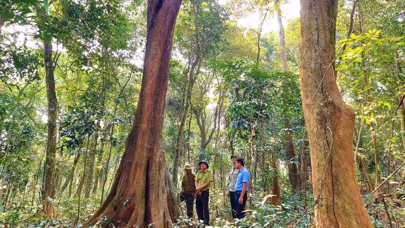 Nguồn kinh phí từ bán tín chỉ các-bon giúp cho tỉnh Quảng Bình nâng cao công tác quản lý, bảo vệ rừng.
