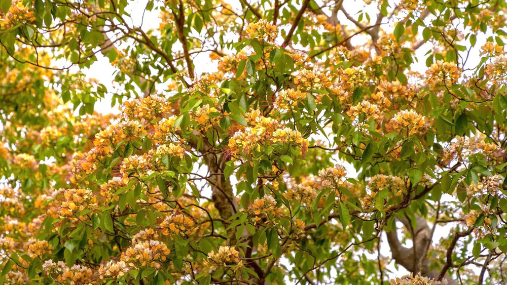 Cuối mùa cũng vào lúc chớm hạ, hoa bún dần chuyển sang mùa vàng đậm để rồi sau đó hình thành nên những quả bún hình bầu dục, màu trắng ngà lúc lỉu trên cây. Cuối mùa cũng vào lúc chớm hạ, hoa bún dần chuyển sang mùa vàng đậm để rồi sau đó hình thành nên những quả bún hình bầu dục, màu trắng ngà lúc lỉu trên cây.