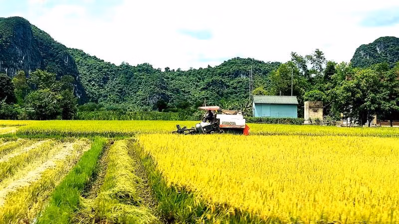 Nông dân "rốn lũ" Tân Hóa (Quảng Bình) tranh thủ trời nắng để thu hoạch lúa hè thu trước khi thời tiết chuyển mùa