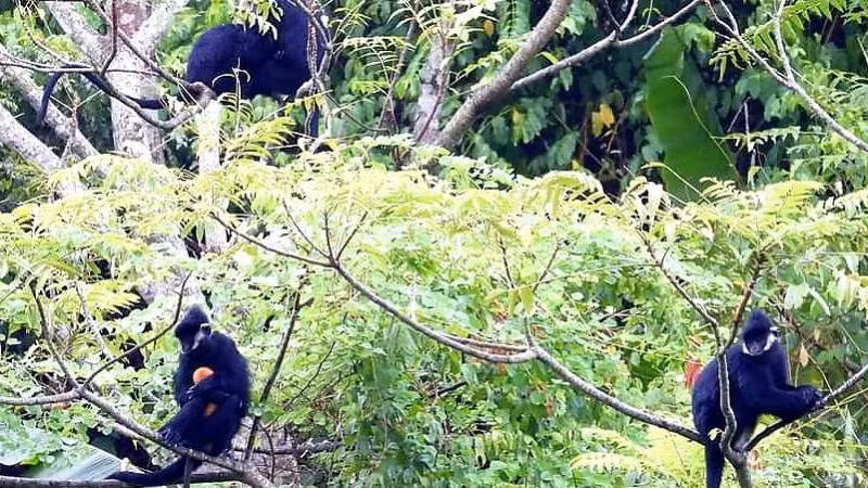 Các cá thể voọc gáy trắng sống trên núi đá vôi huyện Tuyên Hóa (Quảng Bình).