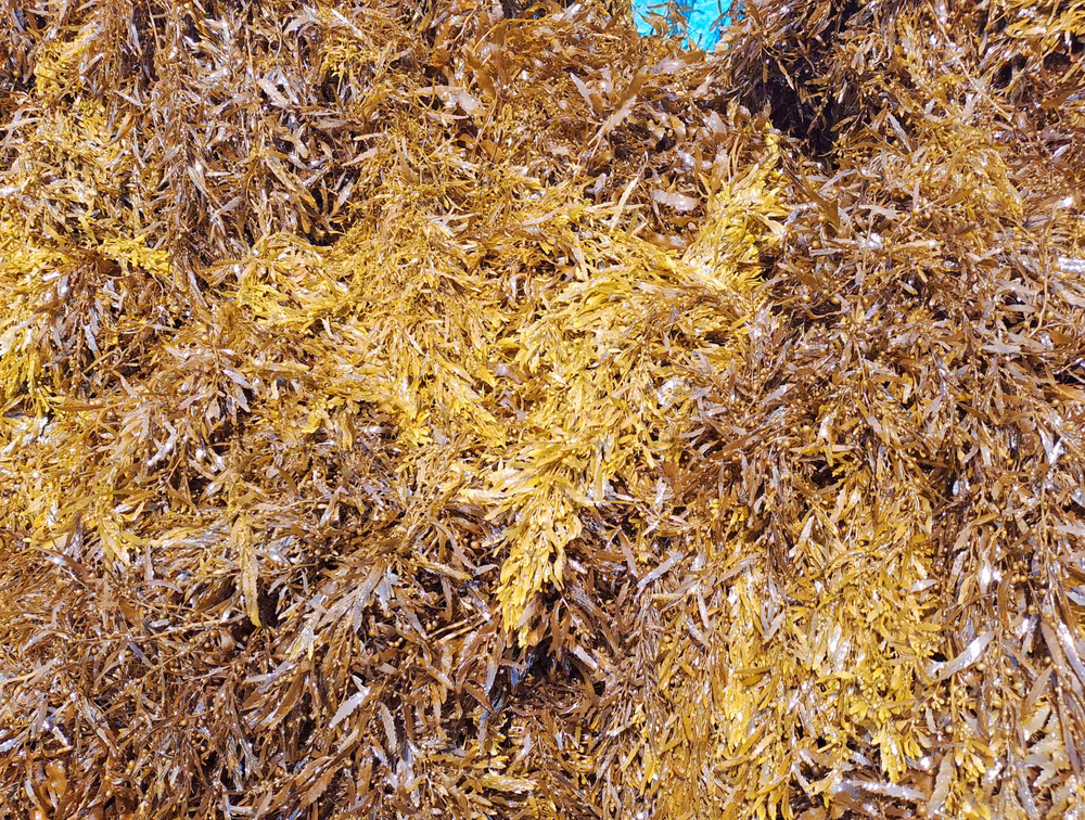 Rong mơ vừa được khai thác.