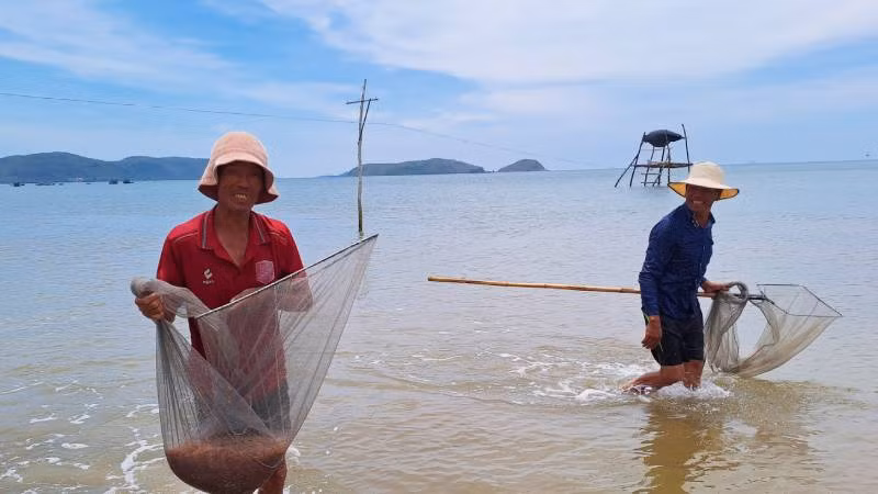 Ngư dân xã Quảng Phú, huyện Quảng Trạch vui vì ruốc được mùa, được giá.