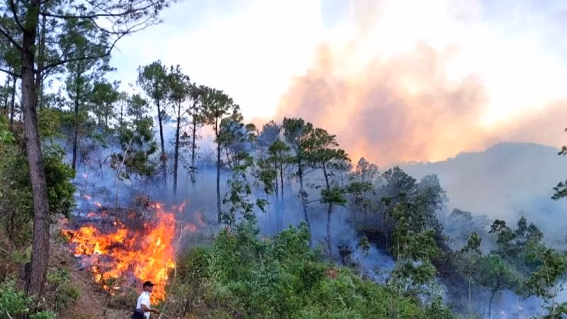 Hiện trường vụ cháy rừng thông ở Quảng Đông.