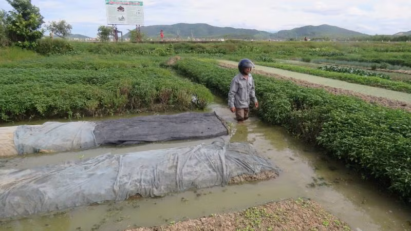 Nước từ kênh tràn xuống làm ngập ruộng trồng hoa màu của bà con thôn Thanh Tân, xã Quảng Hòa.