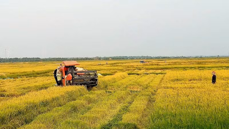 Nông dân huyện Quảng Ninh, tỉnh Quảng Bình khẩn trương thu hoạch lúa hè thu. 