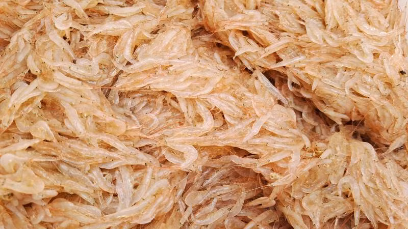 Ruốc là thực phẩm tươi ngon mang đặc trưng của người dân vùng biển miền trung. Ruốc là thực phẩm tươi ngon mang đặc trưng của người dân vùng biển miền trung.