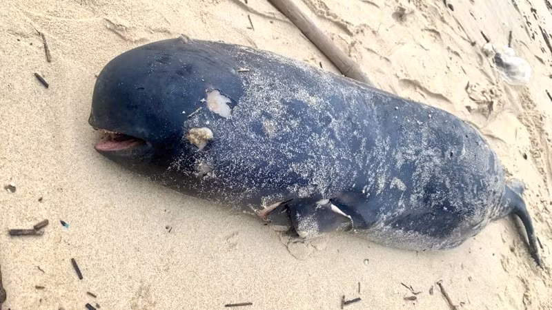 Con cá voi chết dạt vào bờ biển Bảo Ninh (Quảng Bình) sáng nay.