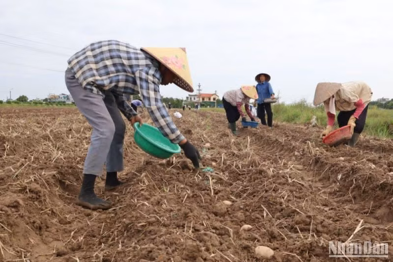Huyện Vũ Thư (tỉnh Thái Bình) đã gieo trồng hơn 3.000ha cây vụ đông để bù đắp thiệt hại cho sản xuất vụ mùa do ảnh hưởng bão số 3 gây ra.