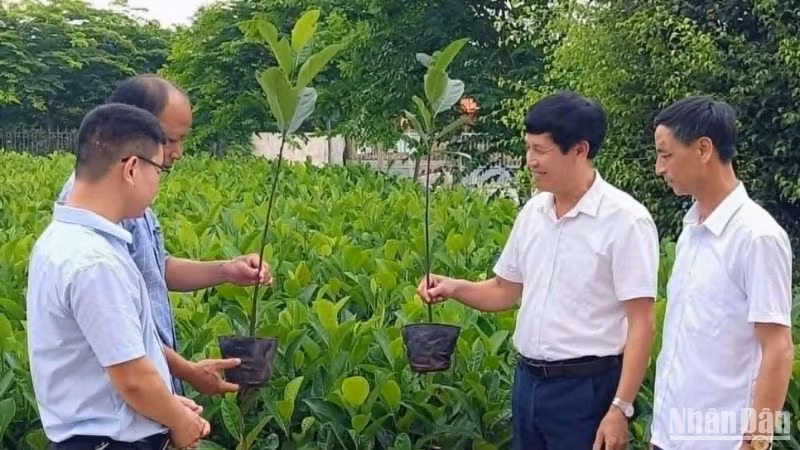 Mít dai vàng là cây trồng có giá trị kinh tế cao, được phát triển nhiều ở xã Hà Giang (huyện Đông Hưng, tỉnh Thái Bình).