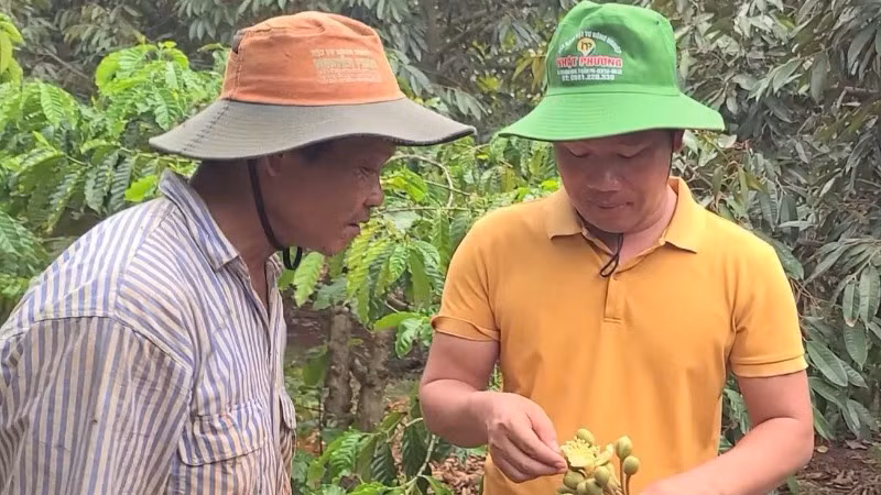 Ông Ngọc (bên trái) tìm hiểu nguyên nhân bông sầu riêng rụng hàng loạt.