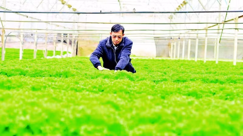 Sản xuất rau thủy canh ở huyện Lạc Dương, tỉnh Lâm Đồng.
